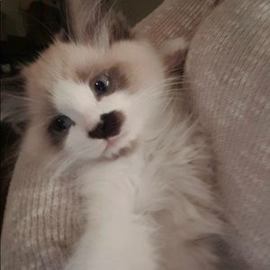 Meet your Posher, Miranda